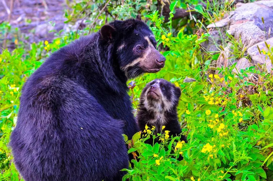 Un’orsa dagli occhiali con il suo cucciolo fra i fiori gialli della riserva di Chaparri, in Perù